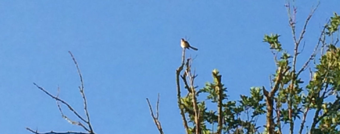 Northern Mockingbird in the top of a tree