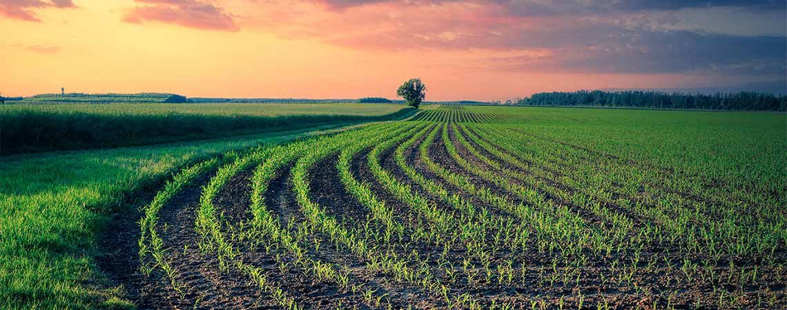Rows of plants in a field
